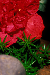 azalea roja mojada por la lluvia