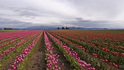 mile of tulips