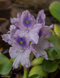 First Hyacinth
