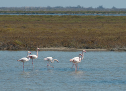 Flamingos in the Camargue