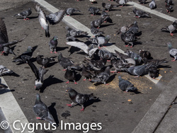 Don't Feed The Pigeons