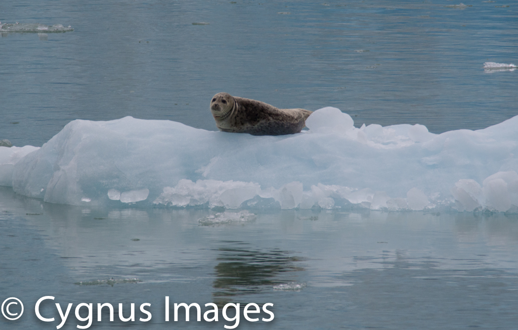 Seal On Ice