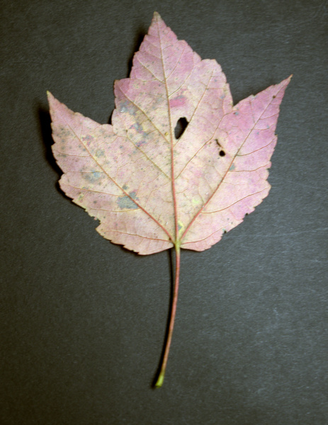 Leaf Bottom Side