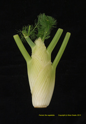 Fennel - The Vegetable