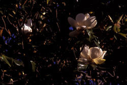 magnolias en la mañana