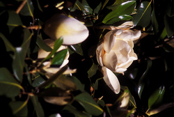 magnolias en la mañana 2