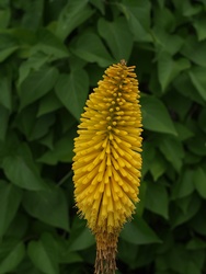 Yellow version of Knifofia, red-hot poker flower