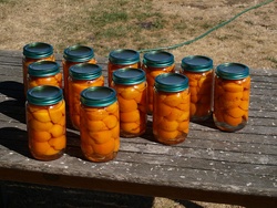The last bottling of apricots