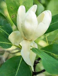 Stacked magnolia blossom with friends