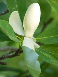Stacked magnolia blossom #2