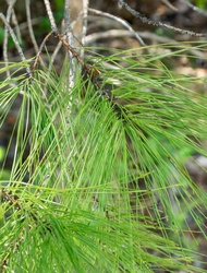 Stacked pine needles