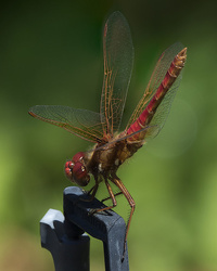 Red Dragonfly focus stack