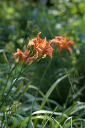 "Double" Tiger Lily @ 263mm