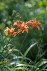 "Double" Tiger Lily @ 205mm