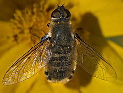 Bee Fly III