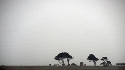 Trees, Fog