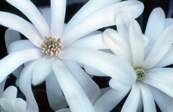 magnolia-stellata-auto-corr1-2000