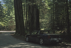 Moosemobile in the Redwoods