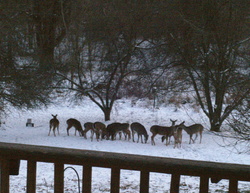 Herd in snow