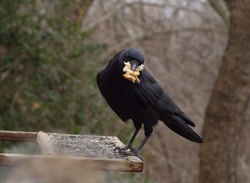 Crow  why he returns