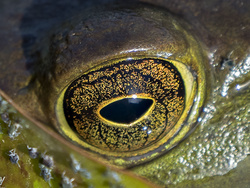 In a Frog's Eye