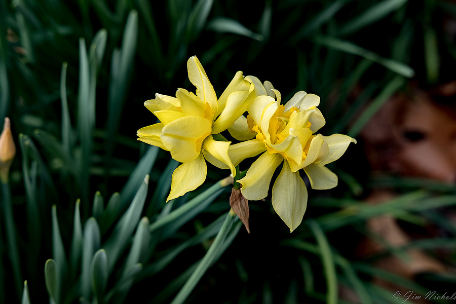 Double-Double Daffodils