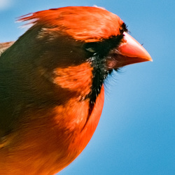 Enlarged Image of Cardinal