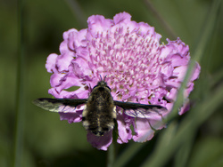 Another Bee Fly I