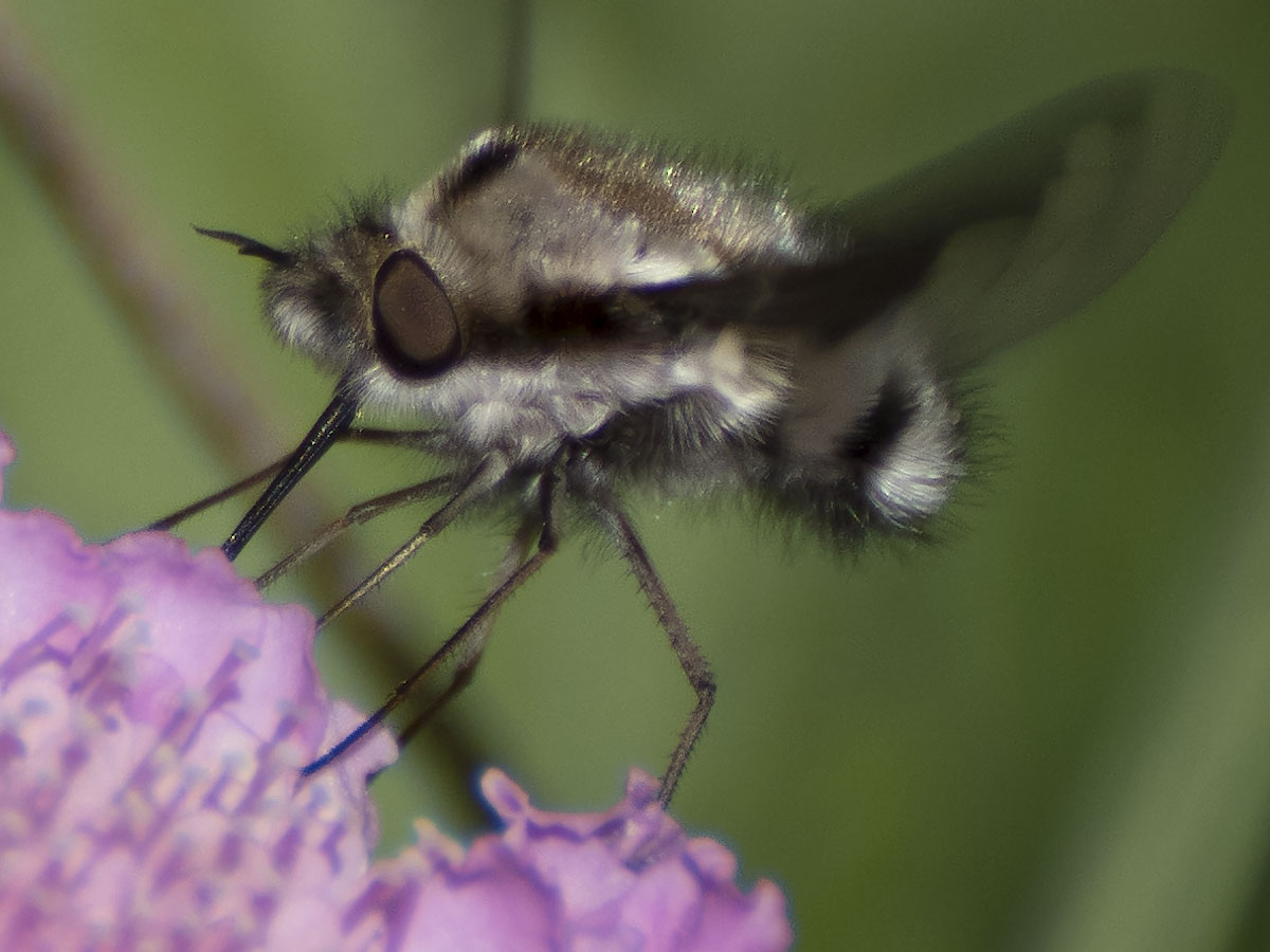 Another Bee Fly II