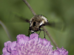Another Bee Fly III