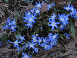 IMG_5532 Siberian Squill
