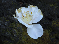 Fallen Camellia