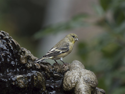 Lesser Goldfinch, female, winter plumage