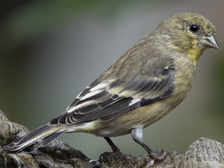 Lesser Goldfinch, female, winter plumage