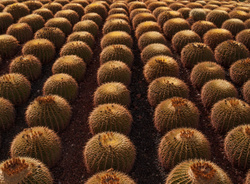 Cactus Array