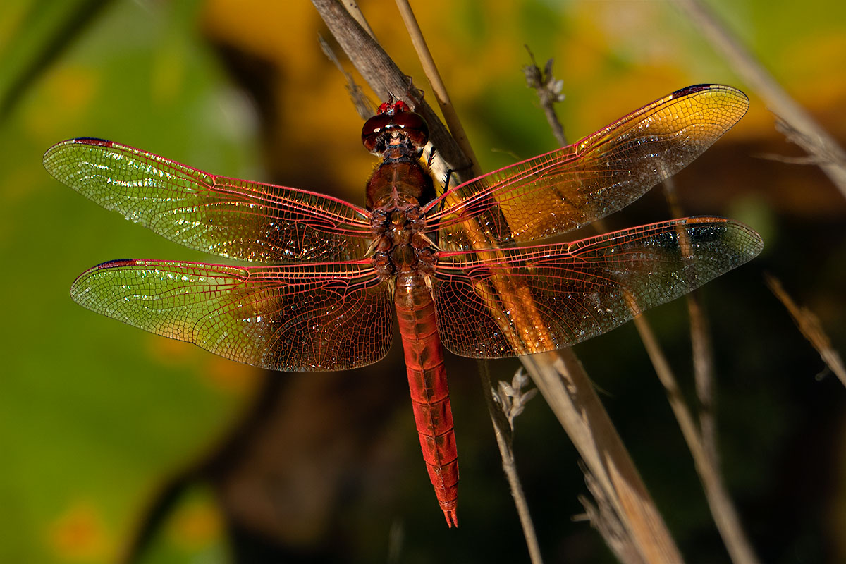 Dragonfly, Quarry Hill Garden, Sonoma Valley, CA