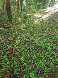 A carpet of tanekaha leaves on the forest floor- Possums chew the sweet stalks off and discard the rest of the leaf