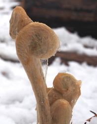 Fiddlehead Fern in the Snow
