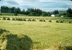 Summer hay-time 1958