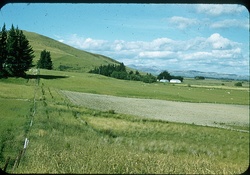 Dipton farm scene 1958