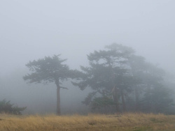 foggytrees3967.jpg