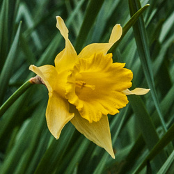 Old-Time Daffodil