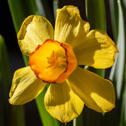 Daffodil front