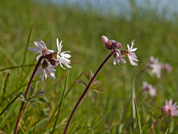 Small-flowered Woodland Star