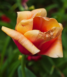 Surviving Tulip