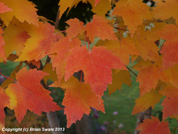 A colorful horticultural maple, young garden plant, before the weather went pear-shaped. New lens for me.