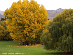 Autumn poplar / willow and Boer goats