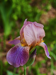 First Iris of Season