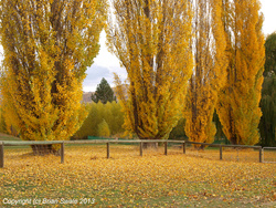 Lombardy poplars and fence.