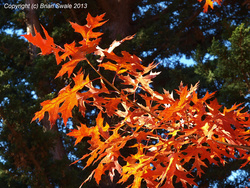 North American oak in autumn
